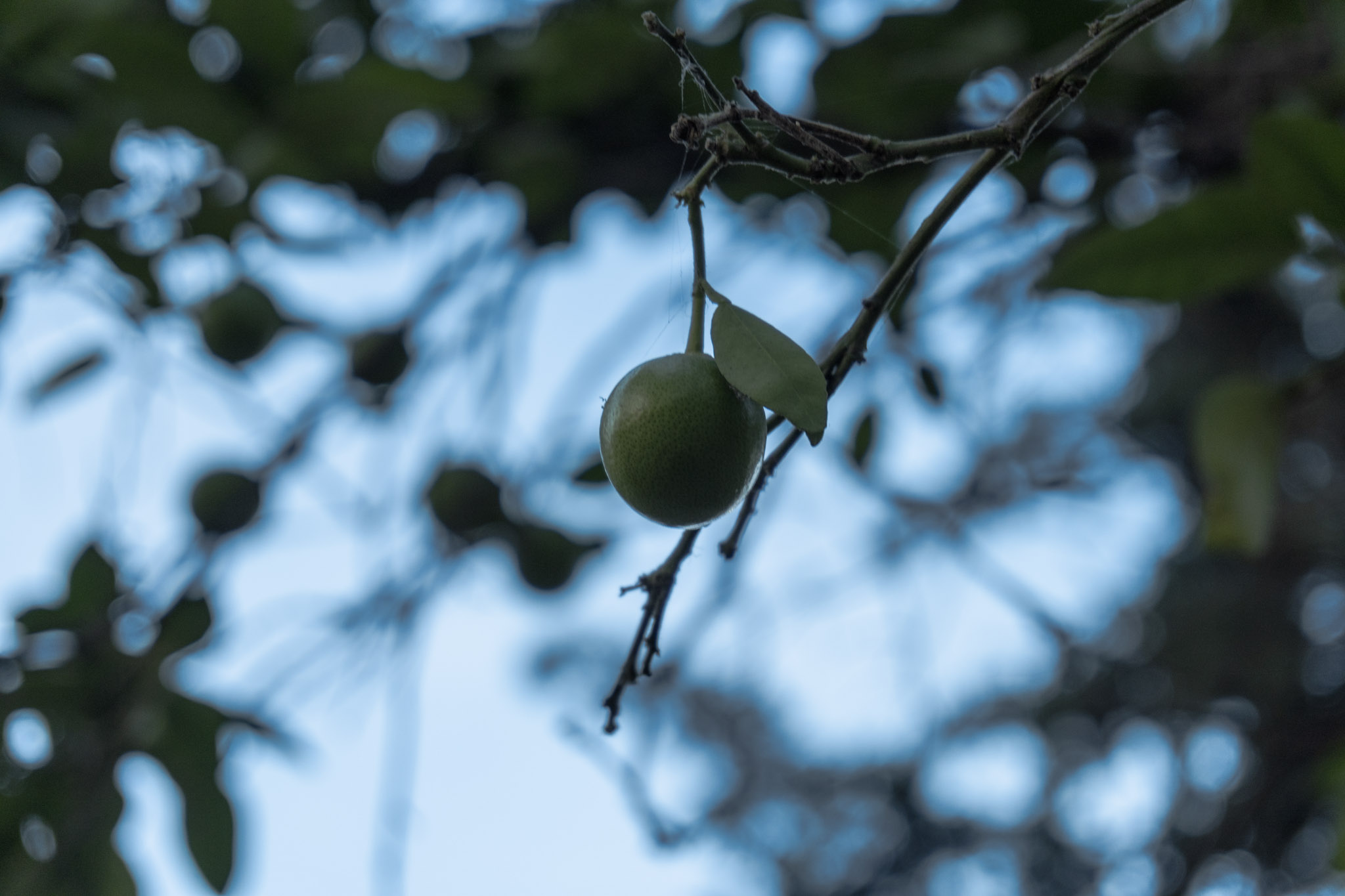 Limon