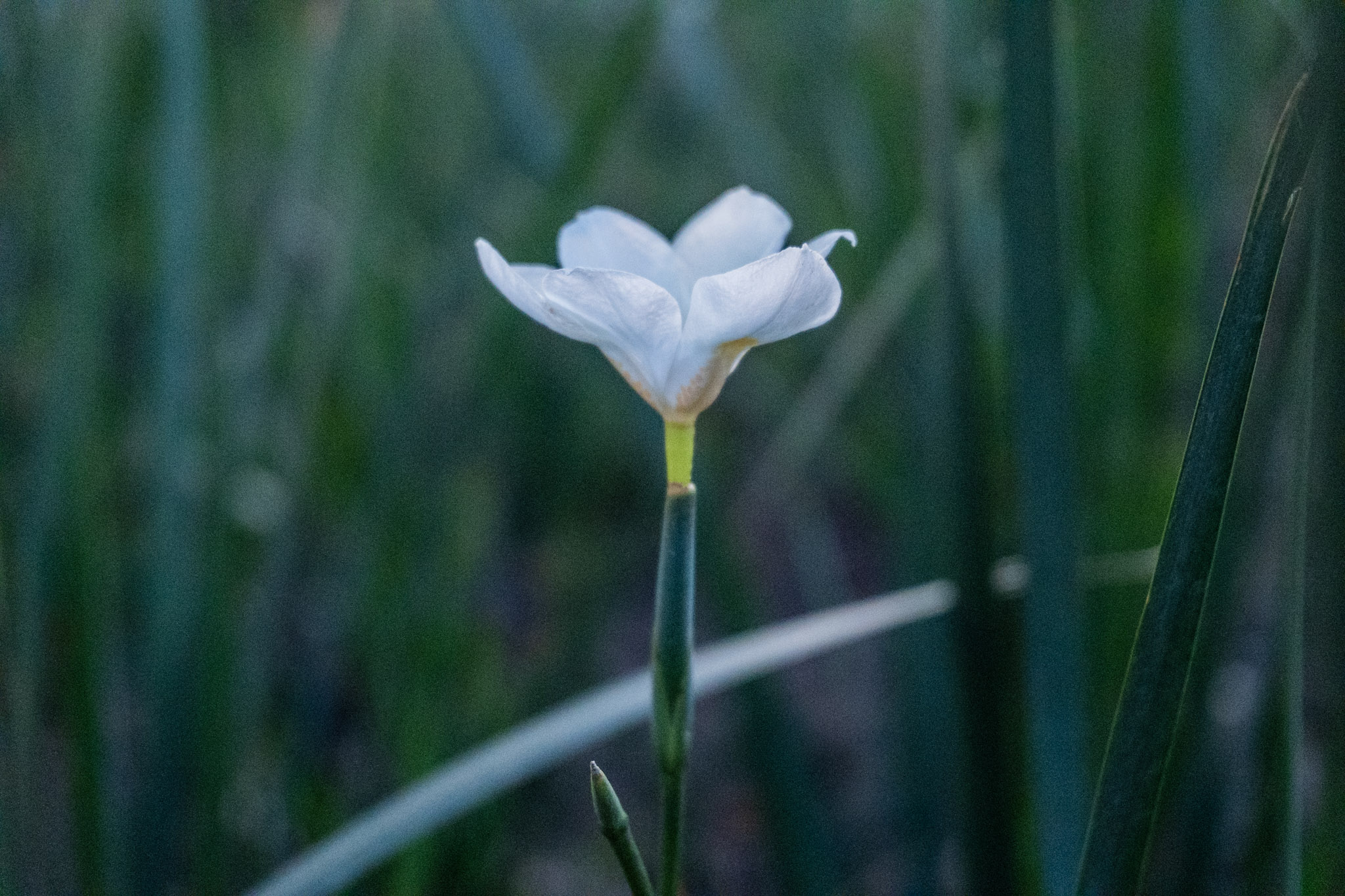 Flor